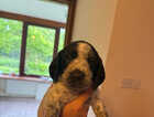 Puppy