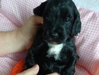 puppy  purple