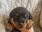 puppy