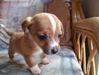 Puppy