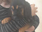 Puppy