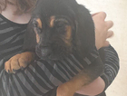 puppy  dark pink