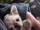 Puppy