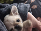 puppy