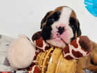 Puppy