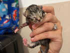 Kitten