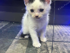 kitten