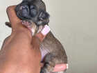 Puppy