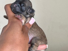 puppy