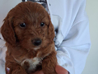 puppy