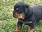 puppy