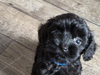 puppy