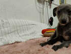 Puppy