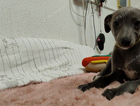 puppy