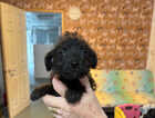 Puppy