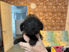 puppy