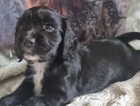puppy