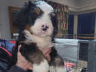 Puppy