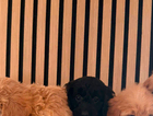 puppy
