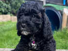 Puppy
