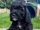 puppy