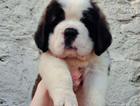 puppy  haku
