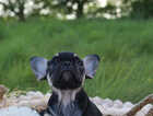 Puppy