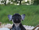 black tan