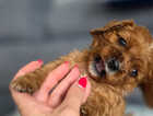 Puppy