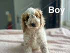 Puppy