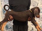 puppy