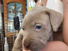 Puppy