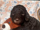 Puppy