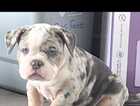 Puppy