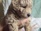 puppy