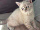 Kitten