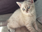 kitten