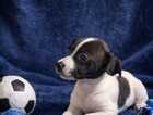 Puppy