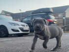 Puppy