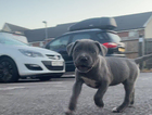 puppy