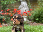 puppy