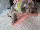 Puppy