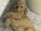 Puppy