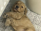 puppy