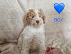 puppy