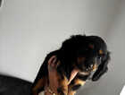 Puppy