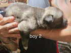 Puppy