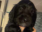 Puppy