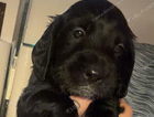 puppy