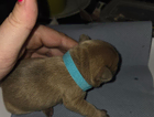puppy